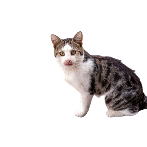 A Cute Stray Cat Sitting On A Paved Path In Kozbeyli, İZmir, TüRkiye, Showing Curiosity. 15889 - Cat PNG image with transparent background